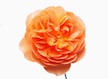 orange_flower4.jpg